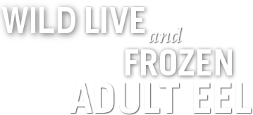 Live and Fresh Frozen Seafood